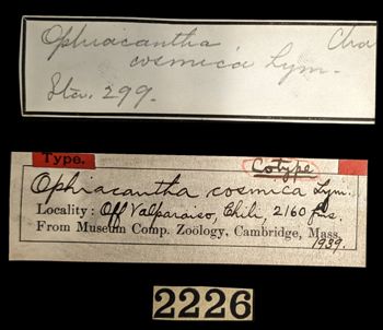 Media type: image;   Invertebrate Zoology OPH-1939 Aspect: labels